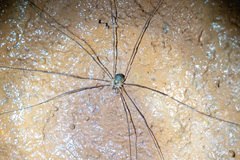Amilenus aurantiacus