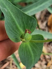 Euphorbia monteiroi