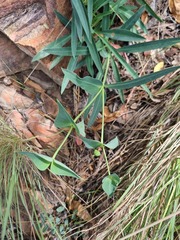Euphorbia monteiroi