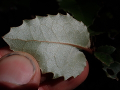 Olearia × macrodonta