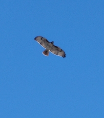 Buteo jamaicensis