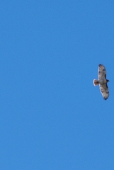 Buteo jamaicensis
