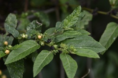 Sida planicaulis