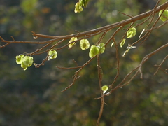 Holoptelea integrifolia