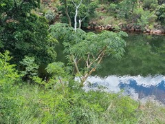 Albizia tanganyicensis