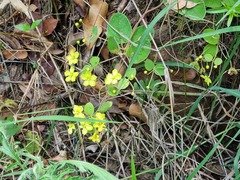 Sphedamnocarpus pruriens