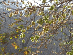 Holoptelea integrifolia