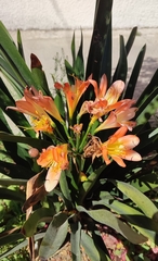 Clivia