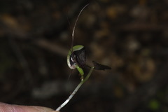 Corybas trilobus