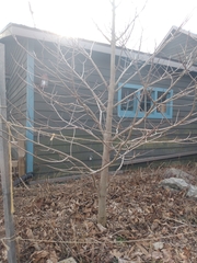 Asimina triloba