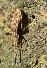 Centrocoris