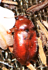 Coccidula rufa
