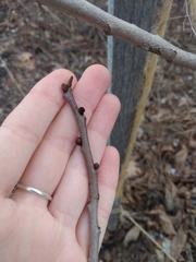 Asimina triloba