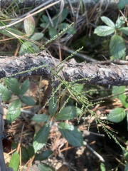 Steinchisma laxum