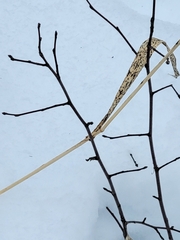 Elymus canadensis
