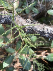 Steinchisma laxum