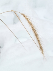 Elymus canadensis