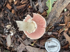 Agaricus californicus