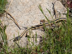 Thamnophis elegans elegans