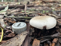 Agaricus californicus