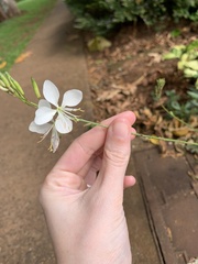 Chlorophytum comosum