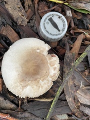 Agaricus californicus