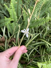 Chlorophytum comosum