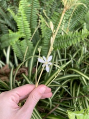 Chlorophytum comosum
