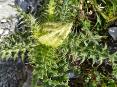 Cirsium spinosissimum