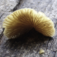 Crepidotus calolepis