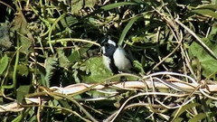 Parus minor