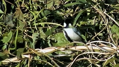 Parus minor