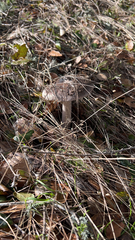 Amanita constricta