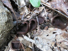 Phylloscypha phyllogena