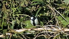 Parus minor