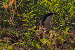 Centropus senegalensis