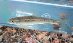 Campostoma oligolepis