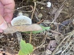 Leucocoprinus cretaceus