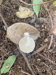Leucocoprinus cretaceus