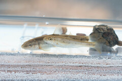 Campostoma oligolepis