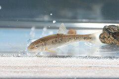 Campostoma oligolepis