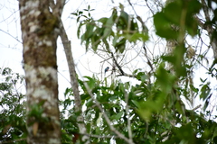 Trogon curucui