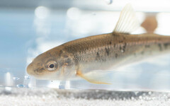 Campostoma oligolepis