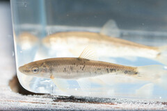 Campostoma oligolepis