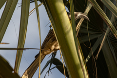 Lophoceros nasutus