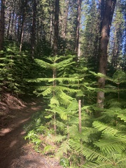 Araucaria columnaris
