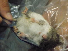 Heteromys irroratus