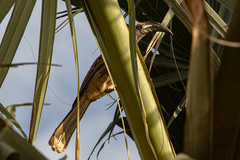 Lophoceros nasutus