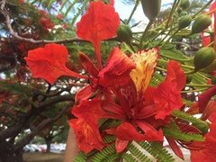 Delonix regia