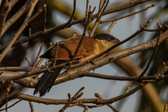 Centropus senegalensis